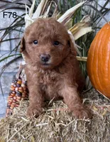 Bella, a female Poodle - Miniature  for sale in West Point, IA – 5 of 10