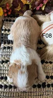 Mia, a female Cavalier King Charles Spaniel for sale in West Point, IA – 6 of 7