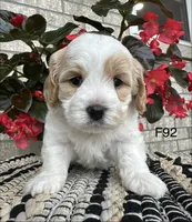 Bailey , a female Cavachon for sale in West Point, IA – 9 of 9