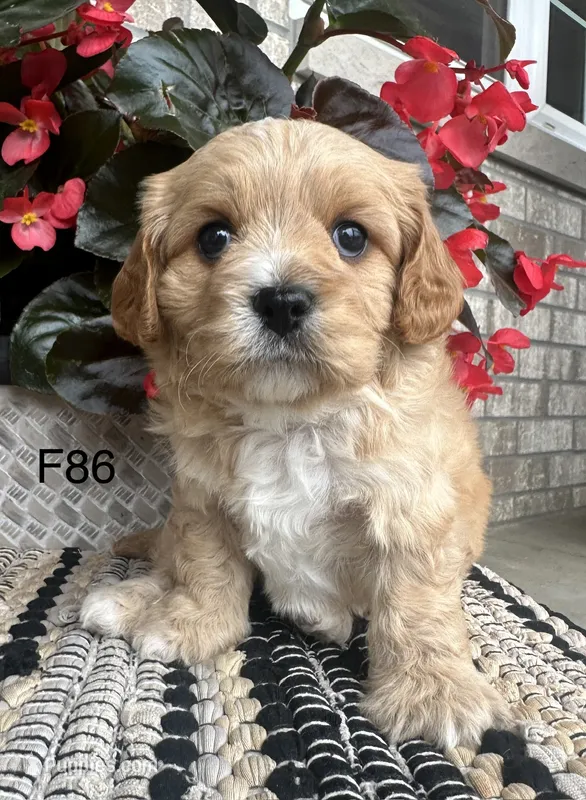 Bella – Cavachon puppy for sale in West Point, IA