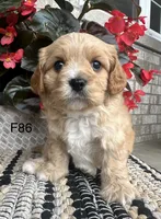 Bella, a female Cavachon for sale in West Point, IA – 1 of 10