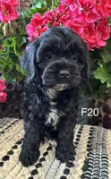 Lola, a female Cockapoo for sale in West Point, IA – 9 of 10