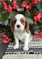 Cooper, a male Cavalier King Charles Spaniel for sale in West Point, IA – 5 of 10