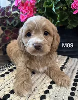 Bentley , a male Cockapoo for sale in West Point, IA – 2 of 10
