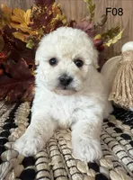 Lilly, a female Maltipoo for sale in West Point, IA – 8 of 10