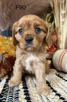 Lulu, a female Cavalier King Charles Spaniel for sale in West Point, IA – 8 of 10