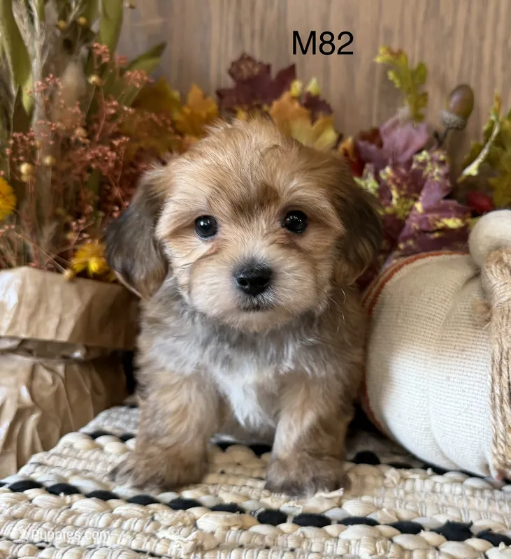 Ash – Yorkipoo puppy for sale in West Point, IA