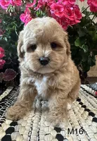 Toby, a male Maltipoo for sale in West Point, IA – 5 of 10