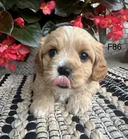 Bella, a female Cavachon for sale in West Point, IA – 10 of 10