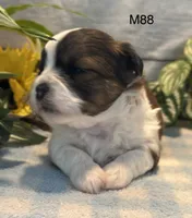 Teddy, a male Bichon Frise and Shih Tzu for sale in West Point, IA – 4 of 9