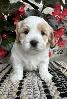 Bailey , a female Cavachon for sale in West Point, IA – 6 of 9