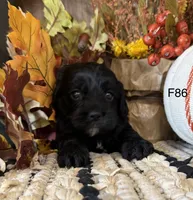 Amber, a female Cockapoo for sale in West Point, IA – 9 of 9