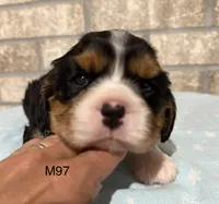 Bruno, a male Cavalier King Charles Spaniel for sale in West Point, IA – 3 of 10