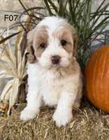 Gracie , a female Cockapoo for sale in West Point, IA – 4 of 10