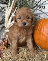 Sophie, a female Poodle - Miniature  for sale in West Point, IA – 8 of 10