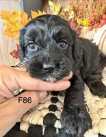 Amber, a female Cockapoo for sale in West Point, IA – 4 of 9