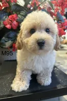 Ben, a male Maltipoo for sale in West Point, IA – 9 of 10