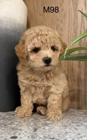 Brick , a male Maltipoo for sale in West Point, IA – 10 of 10