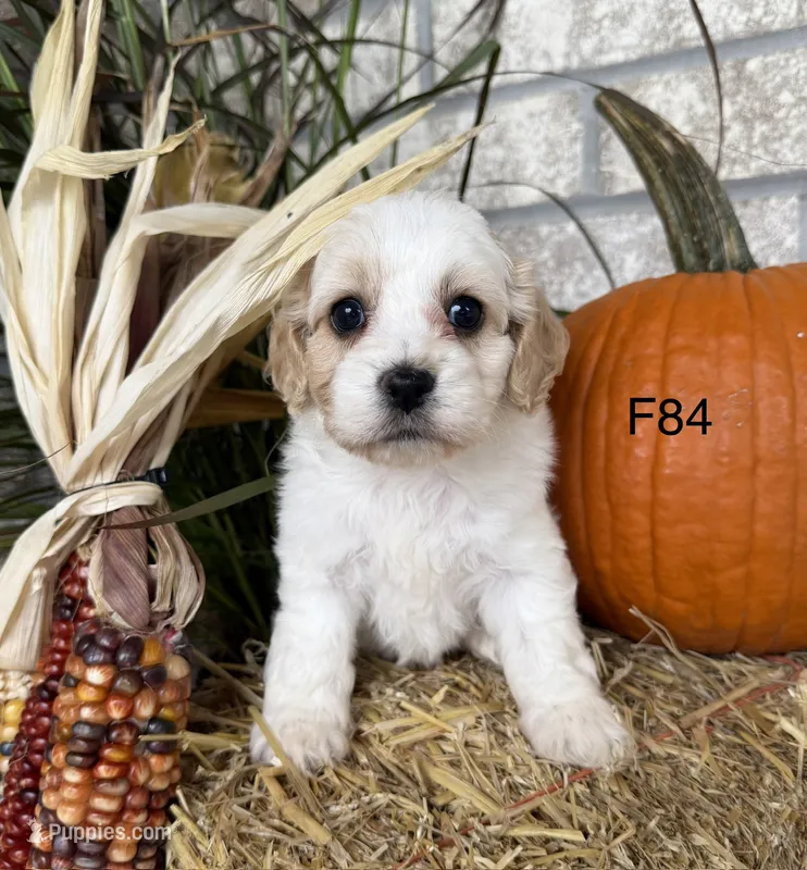Kayce – Cockapoo puppy for sale in West Point, IA