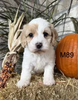 Hunter, a male Cockapoo for sale in West Point, IA – 9 of 10