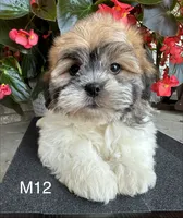 Noble, a male Maltipoo for sale in West Point, IA – 10 of 10