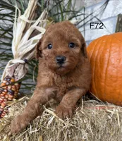Mary, a female Poodle - Miniature  for sale in West Point, IA – 9 of 10