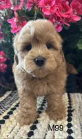 Jack, a male Maltipoo for sale in West Point, IA – 9 of 10