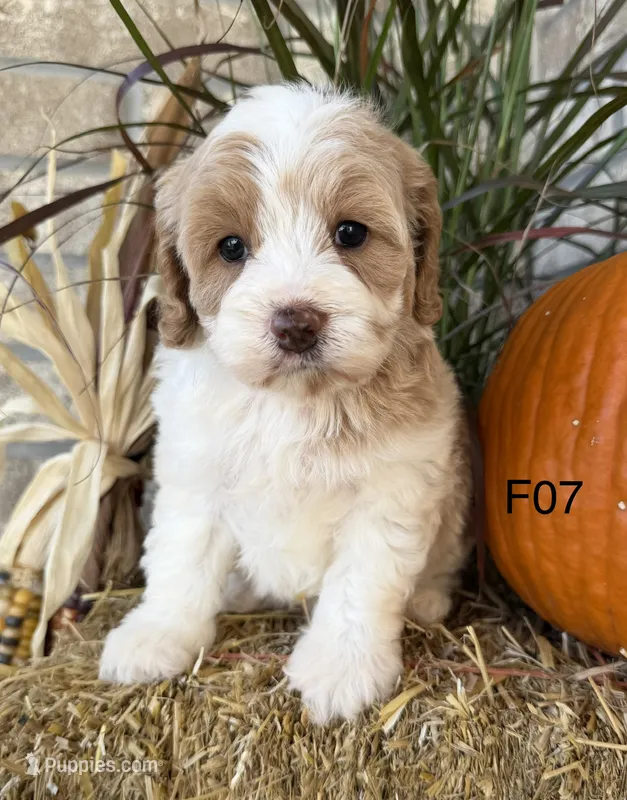 Gracie  – Cockapoo puppy for sale in West Point, IA