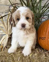 Gracie , a female Cockapoo for sale in West Point, IA – 1 of 10