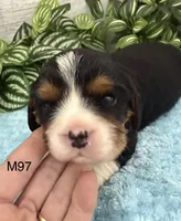 Bruno, a male Cavalier King Charles Spaniel for sale in West Point, IA – 3 of 10
