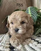 Hazel, a female Cavapoo for sale in West Point, IA – Photo 3 of 9