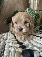 Hazel, a female Cavapoo for sale in West Point, IA – Photo 9 of 9
