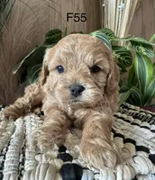 Hazel, a female Cavapoo for sale in West Point, IA – Photo 8 of 9