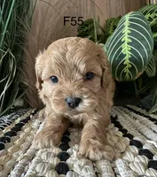 Hazel, a female Cavapoo for sale in West Point, IA – Photo 7 of 9
