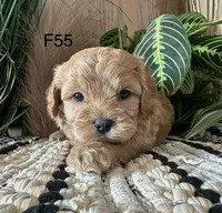 Hazel, a female Cavapoo for sale in West Point, IA – Photo 5 of 9