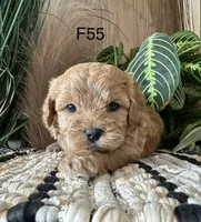 Hazel, a female Cavapoo for sale in West Point, IA – Photo 4 of 9