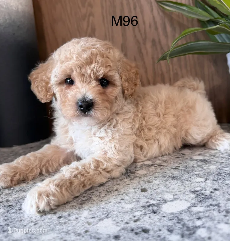 Fran – Maltipoo puppy for sale in West Point, IA
