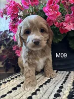 Bentley , a male Cockapoo for sale in West Point, IA – 4 of 10