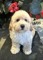 Ben, a male Maltipoo for sale in West Point, IA – 10 of 10