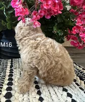 Toby, a male Maltipoo for sale in West Point, IA – 8 of 10