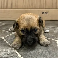 Zuke, a male Yorkipoo for sale in West Point, IA – 10 of 10
