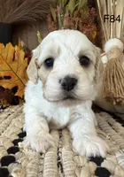 Autumn , a female Cockapoo for sale in West Point, IA – 6 of 10
