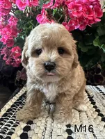 Toby, a male Maltipoo for sale in West Point, IA – 2 of 10