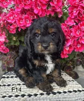 Sophie, a female Cockapoo for sale in West Point, IA – 5 of 9