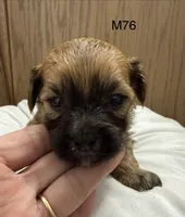 Zuke, a male Yorkipoo for sale in West Point, IA – 7 of 10