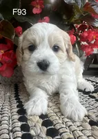 Nicki, a female Cavachon for sale in West Point, IA – 10 of 10