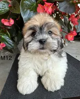 Noble, a male Maltipoo for sale in West Point, IA – 7 of 10