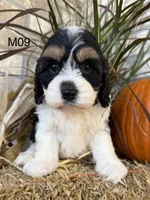 Buster, a male Cockapoo for sale in West Point, IA – 9 of 10