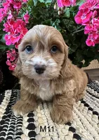 Cooper , a male Cockapoo for sale in West Point, IA – 2 of 10