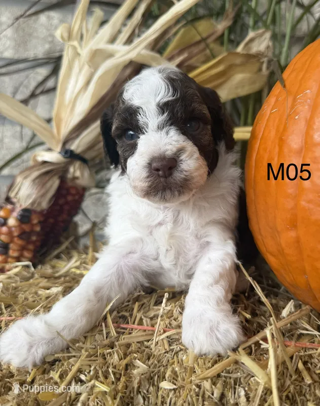 Zeus – Poodle - Miniature  puppy for sale in West Point, IA